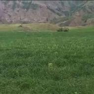 فروش زمین کشاورزی 8500 متر در دیلمان ایشکوه