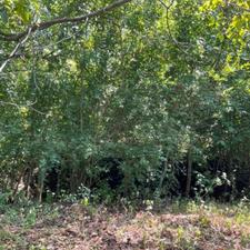 2000متر خونه باغ،سندقولنامه،فوقالعاده دنج،چشم گیر*پهنه کلا*