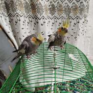 طوطی عروس هلندی