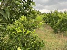 فروش زمین باغی 1000متری دیوارکشی شده در جاده نظامی در شیپور