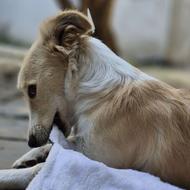 واگذاری رایگان سگ