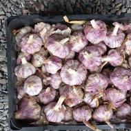 سیر درجه یک مغان برای بذری