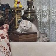 بریتیش 5 ماهه ماده