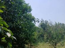 فروش زمین ویلایی و تجاری 1200 متر بر بلوار شهید بهشتی در شیپور