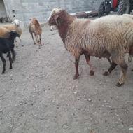 گوسفند نر بزرگ تخمی