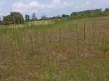 فروش ویلا 250 متر در مرکز شهر در شیپور