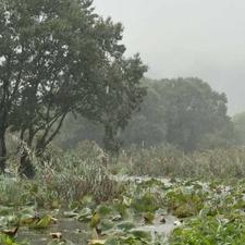 زمین250متری باغی در سوستان لاهیجان
