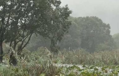 زمین250متری باغی در سوستان لاهیجان