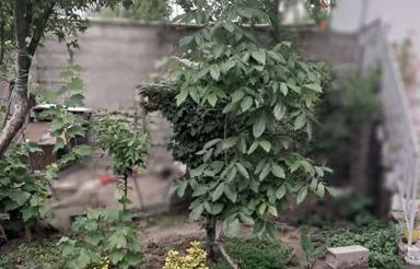 فروش خانه کلنگی 235 متری در بلوار ساحلی