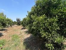 فروش باغ یک هکتاری 6 ساله در مرکز شهر در شیپور