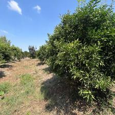 فروش باغ یک هکتاری 6 ساله در مرکز شهر