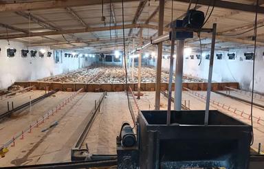 فروش مجوز 60 هزارتایی مرغ گوشتی در 3600 متر در اطراف بندر گز