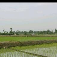 فروش زمین کشاورزی 50000 متر در سوخته کوه