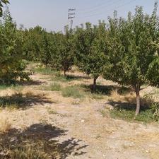 فروش 7من محلی