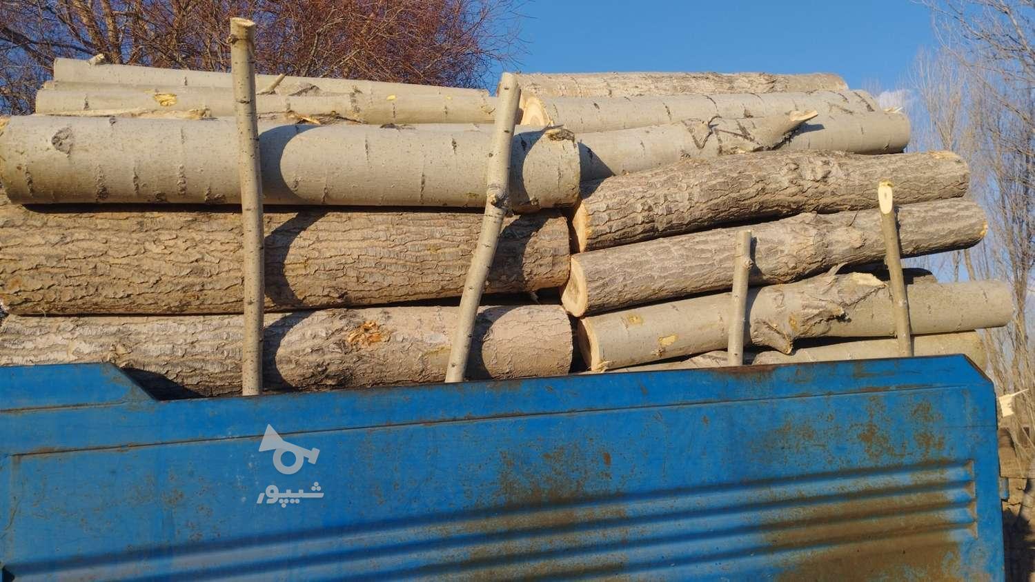 خرید و فروش درخت