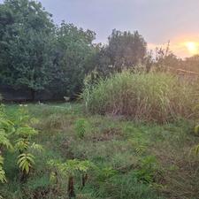 فروش زمین مسکونی 320 متر در واسکس