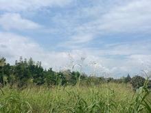 فروش زمین مسکونی 1000 متر مناسب برای ساخت در شیپور