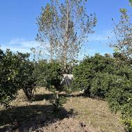 1250 متر زمین سند دار واقع در یور محله بابلپشت