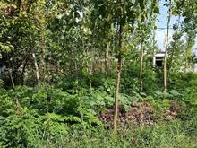 فروش زمین مسکونی 455 متر در لفوت در شیپور