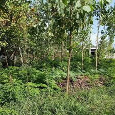 فروش زمین مسکونی 337 متر در 16متری بهشتی