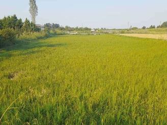 زمین کشاورزی ارزان منطقه امام زاده عبدالله