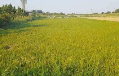 زمین کشاورزی ارزان منطقه امام زاده عبدالله