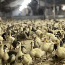 جوجه اردک مخصوص شالیزار واکسن و دارو خورده