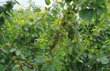 زمین 500 متری در مجاورت شهرک‌‌برند پزشکان شکتا