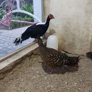 گلین قرقاول بلدرچین کبک