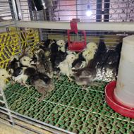 گلین قرقاول بلدرچین کبک