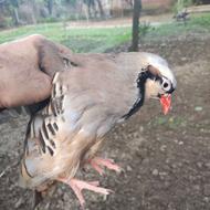 گلین قرقاول بلدرچین کبک