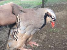 گلین قرقاول بلدرچین کبک در شیپور