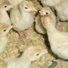 جوجه بوقلمون بیوتی دو روزه