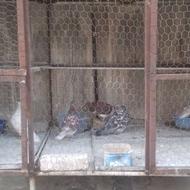 گنجه کبوتر فلزی