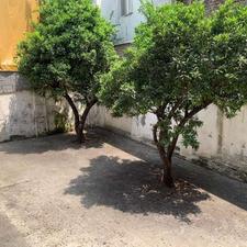 کلنگی 320 متر در خیابان هراز بالای قائم