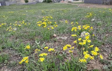 زمین مسکونی 400 متری در بالاقله دیلمان