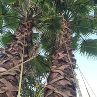 پالم دوقلو 4,متری تنه ریشه پرس