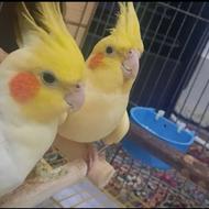 عروس هلندی لوتینو جفت مولد با جوجه لوتینو