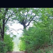 فروش باغ آلوچه1700 متر در ترم ویو بسیار زیبا جنگلی