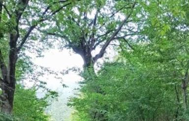 فروش باغ آلوچه1700 متر در ترم ویو بسیار زیبا جنگلی