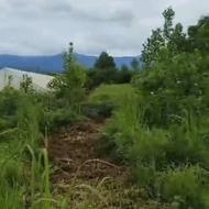 فروش زمین 1171متری زراعی با مجوز گلخانه در نشتارود