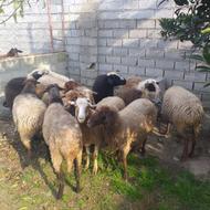 فروش 10 راس کاوی ابستن