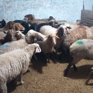 فروش گوسفند کاوی ابستن و نر تخمی