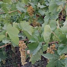 1550 متر باغ انگور