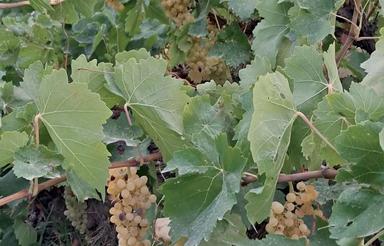 1550 متر باغ انگور