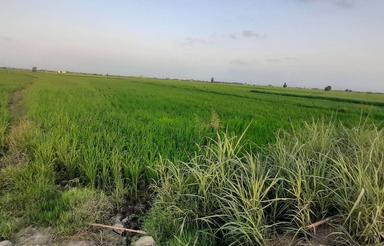 فروش زمین کشاورزی 4000 متر در جاده بابلسر کاسگر محله