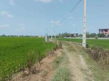 فروش زمین کشاورزی 10000 متر در گیلاپی  در شیپور