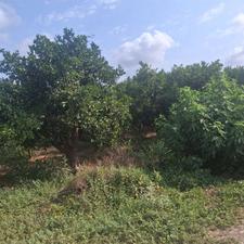 زمین مسکونی 1000 متر در جاده دریا