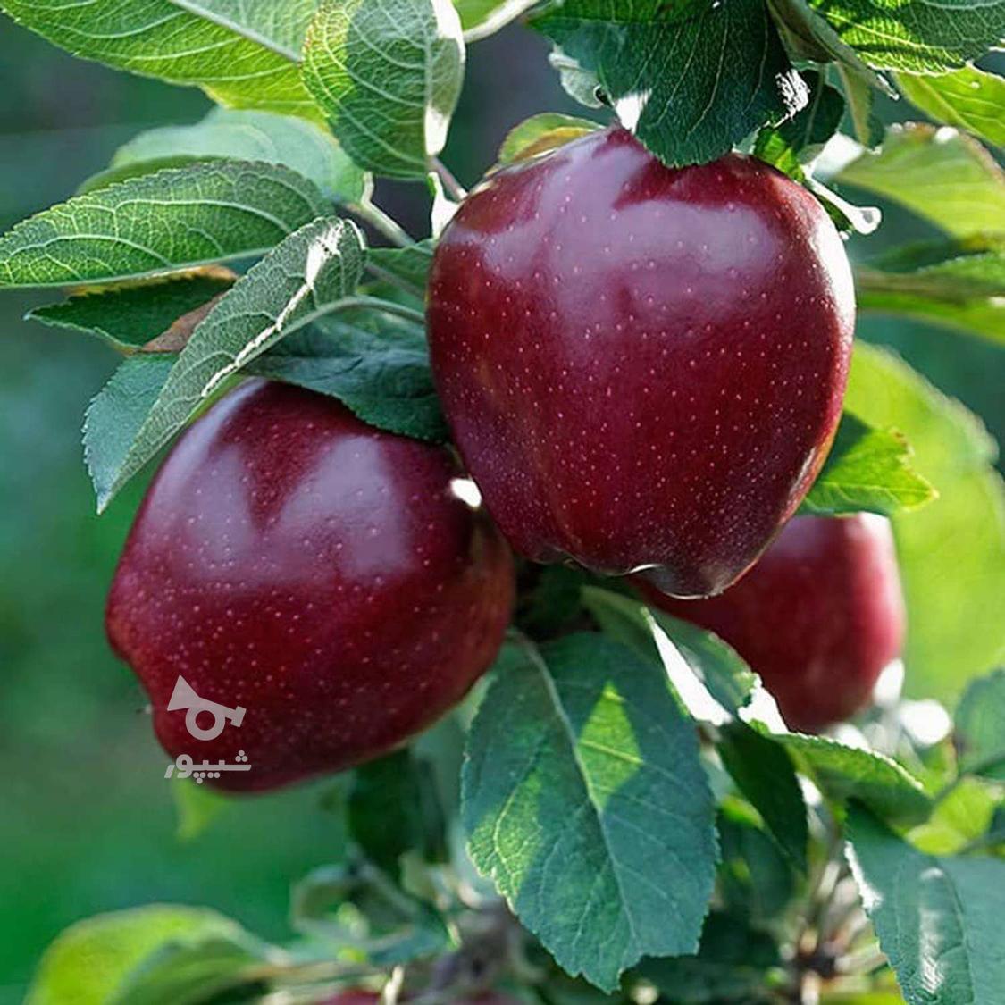 کارگر ساده - undefined