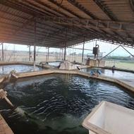 فروش پرورش ماهی 1000 متر در نظام آباد